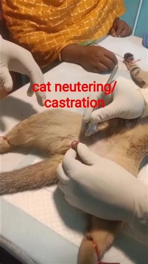 Cat Neutering/cat castration 🤔।বিড়ালের খাসি করণ কি করে হয়।