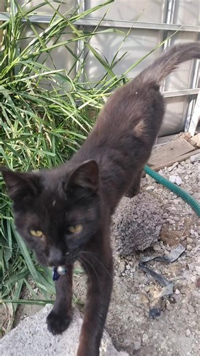 el Michi, #cat #cute