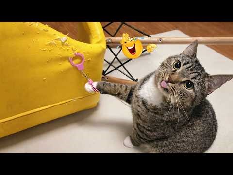 You Laugh You Lose 😂😹 | Ultimate Funny Cat Compilation
