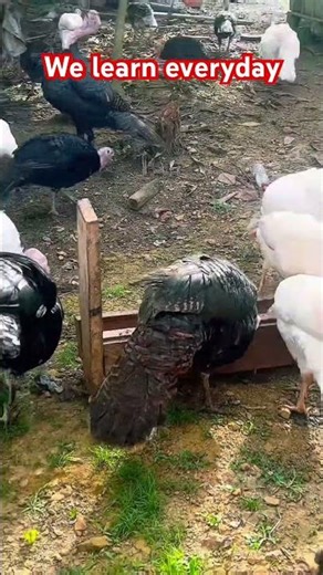Turkey Farming Is The Way #turkeyfarming #turkey