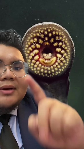 Lamprey Mukbang: Eating the Unique Lamprey Monster Fish TikTok