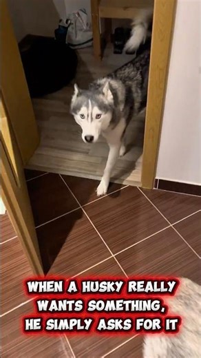 When a talking husky really wants something… #husky #talkinghusky #huskytalking