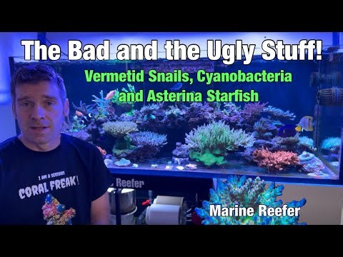 How to Deal with Vermetid Snails, Cyanobacteria and Asterina Starfish in a Reef Tank.