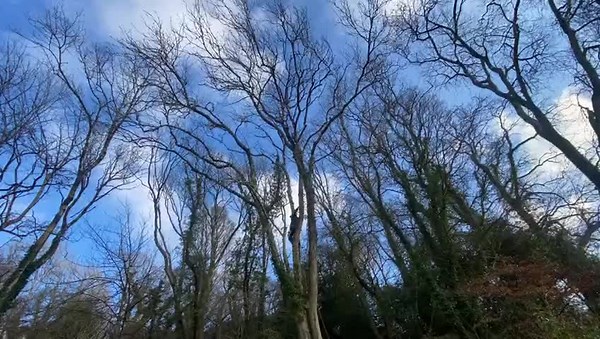 We are DEVON TREE & GARDEN MAINTENANCE Your Local, Fast and Reliable Option Your local tree surgeon. We are trusted within the local community with many great reviews and testimonials. #arb #trees #hedge #treesurgeon #treesurgery #hedgeremoval #stumpgriding #gardenmaintenance #treemaintenance #devon #torquay #newtonabbot #paignton #teignmouth #exeter #barnstaple #southdevon #northdevon #arborist #stihlchainsaw #devonsmallbusinesses #arborists #hedgework #hedges #stihl #forestry #nature #wood #ou