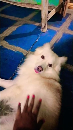 సిరులైనా సరిపోతాయ ని చిరునవ్వలకు#trendingshort #petlovers #viralvideo #dog #entertainment #cute dog🐕