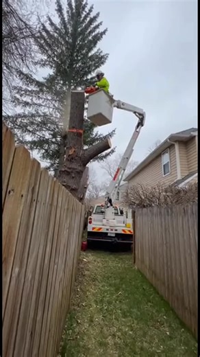 Ending is🔥😲 #treecutting #wood #viral #satisfying #tree
