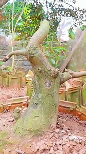 The process of making a large tree shape using the three-branch method bonsai production #bonsai #come #learn #bonsai #bonsaimaterial #bonsaiart | For Plants