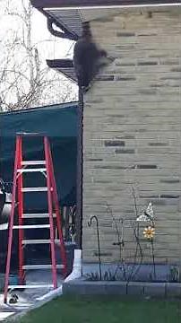 Wondering how a raccoons get on your roof.