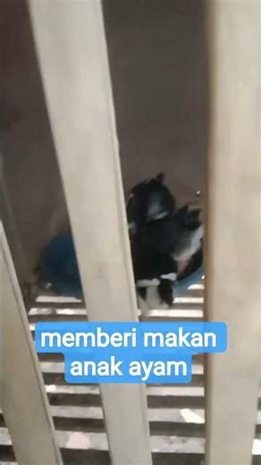 memberi makan anak ayam #anakayam#ayam#bantusubscribe#anakayamlucu#ayambangkok#ayampakhoy#pakhoy