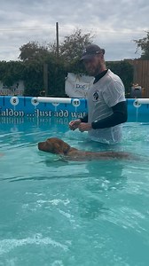 14 week old puppy Labrador Maggie’s first swim, she’s a natural 😍🐾💕🇬🇧💦 | Canine Dip and Dive Maldon