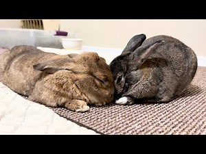 Why These Two Bunnies Are True Soulmates!