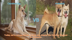 Carolina Dog vs. Hokkaido: A Comprehensive Comparison