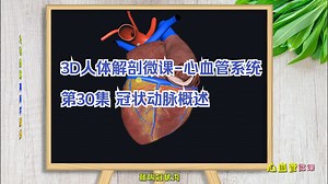 第31集-冠状动脉概述-心血管解剖 【温馨提示】学习全部405节课请从视频下方【3D人体解剖微课】进入2年期课程学习，或包月充电解锁全部课程！