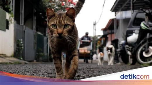 10 Cara Mengusir Kucing Agar Tidak Datang Lagi ke Rumah