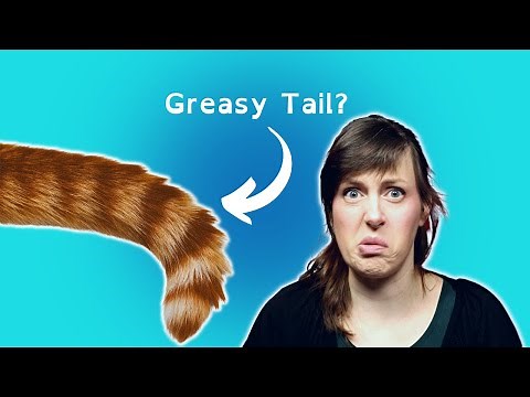 How to Diagnose and Treat Stud Tail in Cats