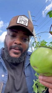 20K views · 529 reactions | Save money growing your own food!!! #urbanfarming #tomato | Big Steele Urban Farm | Facebook