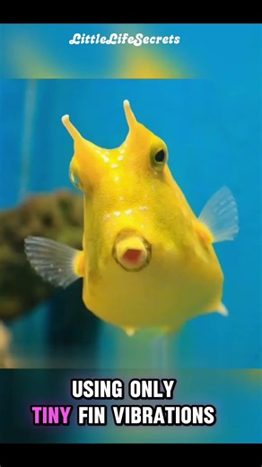 Box Fish: The Cube-Shaped Wonder of the Ocean