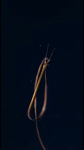 Snipe Eel