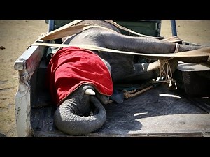 Rescue of Orphaned Elephant Elerai | Sheldrick Trust