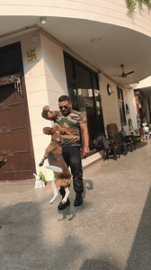 Beagle puppy Training 🤣 #beagle #beaglesofinstagram #dogsofinstagram #dog #beaglelove #beaglelife #beagles #dogs #beaglepuppy #puppy #beagleworld #beaglemania #doglover #dogstagram #beaglelover #doglife #beaglegram #dogoftheday #instadog #beagledog #puppylove #puppiesofinstagram #doglovers #beagleoftheday #beagleboy #beaglemix #beagledaily #goldenretriever #love #cute | K9 Yadav Dog Training Centre Agra