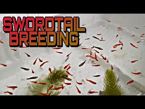 HOW TO BREED SWORDTAIL FISH MASSIVELY (100% SUCCESSFUL) with English sub