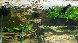 Watch Universal rocks flexible background installed. on Amazon Live