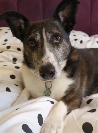 Energy save mode. #onthisday #dogsoftiktok #dogs #trending #foryoupage