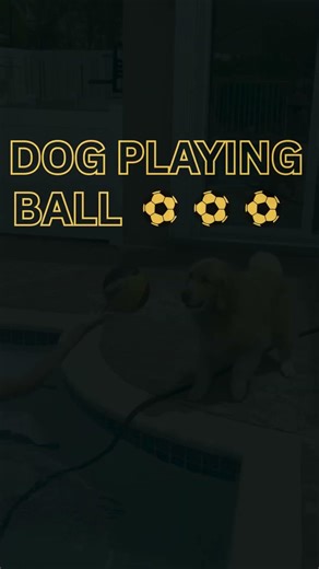 Dogs playing Ball compilation 🫶 #dogshorts #dogsofyoutube #doggielife #puppy