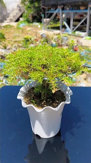 Life tips growing portulaca flowers very beautiful #short #portulacaflower #garden