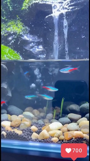Terrarium Aquarium( Terrarium Aquarium ) “เวลาเราสร้างธรรมชาติ…ธรรมชาติก็สร้างเรากลับเหมือนกัน” นี่คือโปรเจกต์ที่ฉันหลงรักมาก เพราะมันไม่ใช่แค่ตู้ปลา ไม่ใช่แค่เทอร์ราเรียม แต่มันคือ ecosystem ขนาดมินิ ที่มีทั้งพืชที่เติบโตขึ้น น้ำที่ไหลแบบเป็นจังหวะ แสงที่ทำให้ทุกสิ่งมีชีวิตขึ้นมาแบบจริงแท้ มันคือพื้นที่ที่เล่าเรื่องว่า มนุษย์กับธรรมชาติ…ไม่เคยแยกจากกันเลย ทุกครั้งที่ฉันมองน้ำไหล หรือเห็นมอสค่อย ๆ ขยาย ความเครียดทั้งวันที่วิ่งอยู่ในหัว มันเหมือนถูกละลายไปพร้อมสายน้ำเบา ๆ ถ้าคุณรู้สึกว่าช่วงนี้โล
