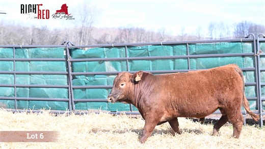 Lot 6: New York Red Angus Association- Right on Red