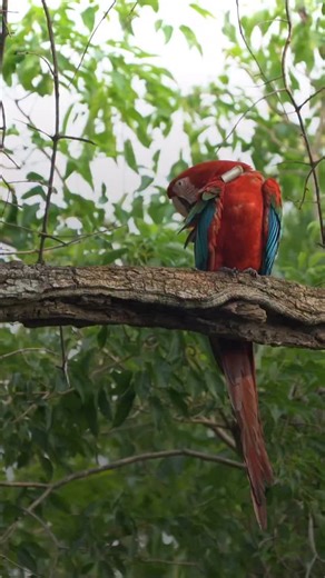 Tompkins Conservation on Instagram: "10 YEARS OF RED AND GREEN MACAW REINTRODUCTION The red-and-green macaw inhabited the forests of northeastern Argentina until 150 years ago, when habitat loss and hunting for its spectacular plumage drove the species to extinction in the country. The absence of these macaws meant the loss of one of the main seed dispersers of the northeastern forests, who are critical to maintain the ecosystems of this region; it also meant the loss of one of the most emblemat