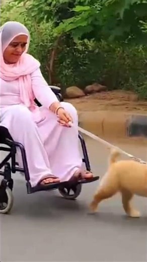 What a lovely puppy so kind buddy helping out an helpless woman #dogsareincredible