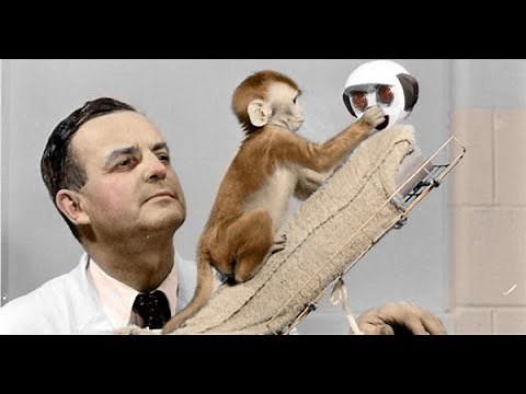 Harry Harlow's 'Cloth Mom gone Psycho, Evil Mothers' rhesus monkey experiment