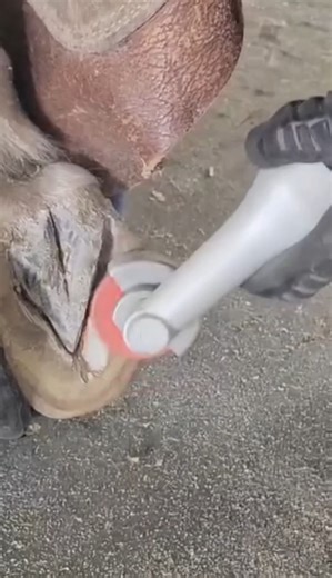 Hoof Boss on Instagram: "Detailed hoof work on a Welsh Pony using the orange disc 🐴🟠 Removing top callus to keep the frog pliable, addressing cracks, flattening the bar and buttress, and finishing with just the edge of the heel. Slow, controlled passes for a balanced trim. Huge thank you to @freedomfeedernets and Melissa Auman for providing this footage. #HoofBoss #HoofTrimming #WelshPony #EquineCare #HoofHealth"