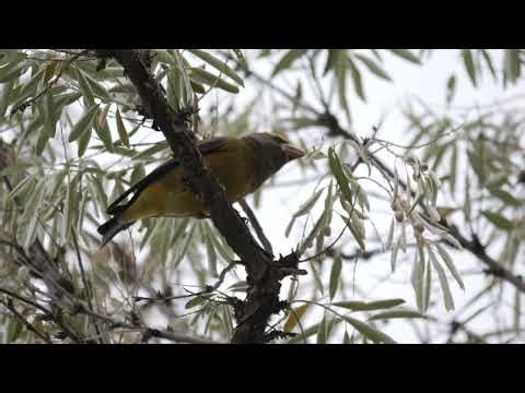 Evening Grosbeak