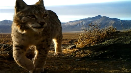 Amazing close-ups of wild animals in NW China