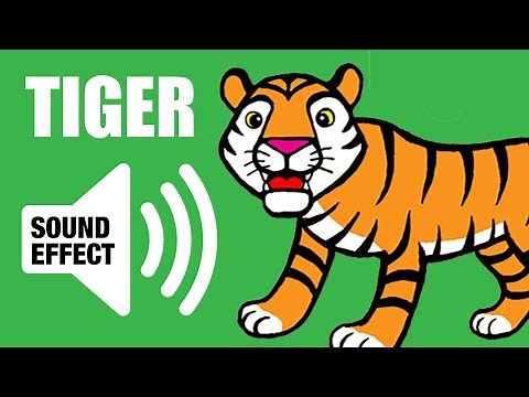 Tiger Sound (Roar) and Animation