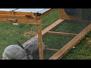 Unleash Your Creativity: DIY Rabbit Tractor Building