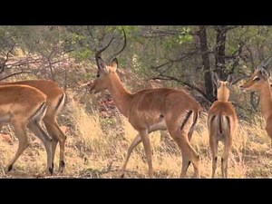 Here's A Taste Of What An African Safari Hunt Is Like