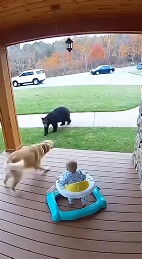 132K views · 1.1K reactions | Hero Dog Saves Baby From Bear Attack Ring Cam Footage | Fauna Lab | Facebook
