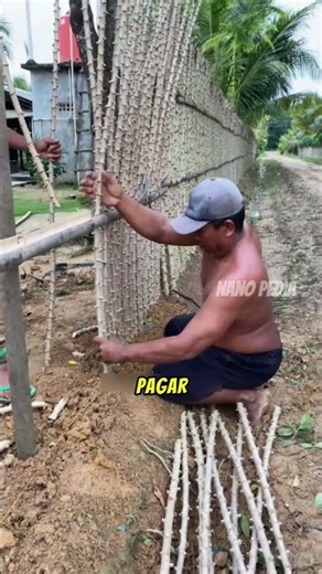 Ide pagar kandang dari batang singkong