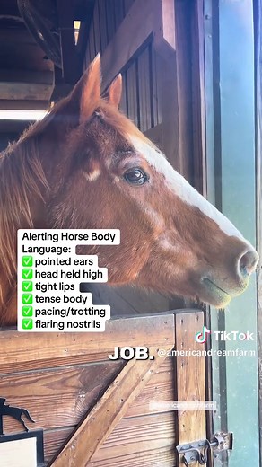 Understanding Horse Alert Body Language