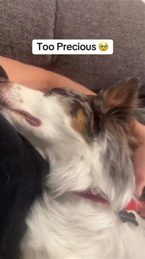 Puppy sleeping on my lap