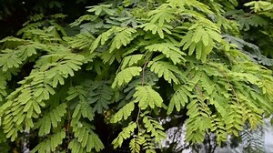 Divi-divi Plant, Caesalpinia coriaria, in Rural Thailand, Asia