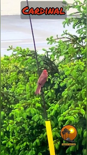 Beautiful Cardinal bird || #birds #nature