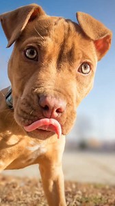 Pet Rescue of the Week: Georgia the rabbit