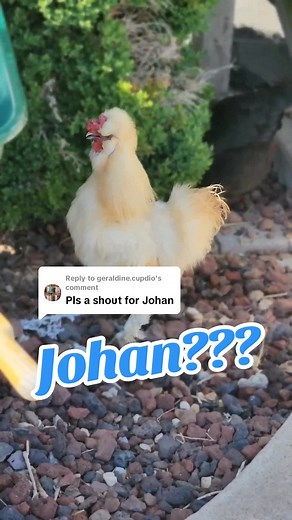 Funny Chicken Rooster Naming Video Compilation