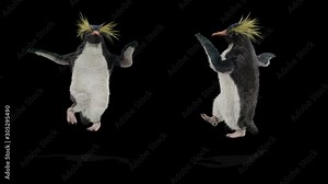 Penguin Zoo CG fur 3d rendering animal realistic CGI VFX Animation Loop Crowd dance composition 3d mapping cartoon Motion Background,(with Alpha Channel)