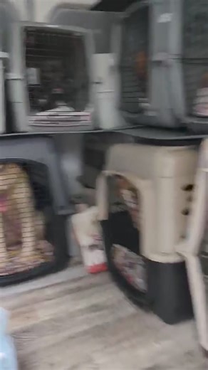 Home Free Animal Rescue on Reels